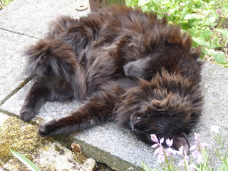 Flauschige schwarze Katze mit langen Haaren schläft und entspannt sich auf der steinernen Terasse....