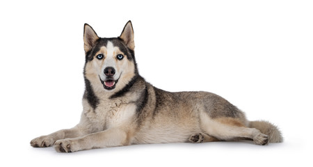 Young adult Husky dog on white backgroundBeautiful young adult Husky dog, laying down facing side ways. Looking towards camera with light blue eyes. Mouth open. Isolated on white background.