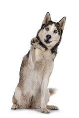 Beautiful young adult Husky dog, sitting facing front with one paw high up / hogh five. Looking towards camera with light blue eyes. Mouth open. Isolated on white background.