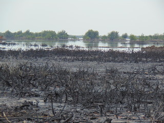 Bodo, Rivers state, Nigeria: The oily dark remains of  a massive oil spill.