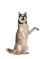 Beautiful young adult Husky dog, sitting on hind paws. Looking up with light blue eyes. Mouth open. Isolated on white background. Front paws high in air.