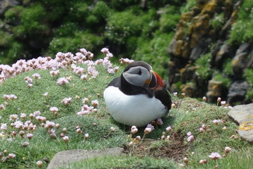Papageientaucher sitzt zwischen zart rosa Blumen auf der Wiese. Lonely bird relaxing puffin concept...