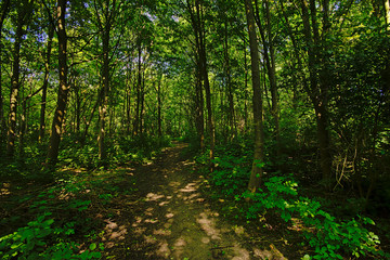 Hiking trail rail through a lush green sunny spring forest in the flemish countryside