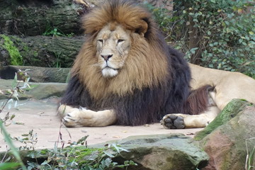 Fototapeta na wymiar Löwenpapa sitzt auf seinem Felsen, döst vor sich hin und beobachtet die Gegend heimlich. Gewaltige Löwenmähne mit farblicher Abstufung. The lion king chills today. Maskuliner Löwe.