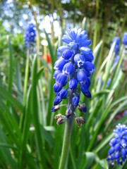 Beautiful blue flowers in green grass