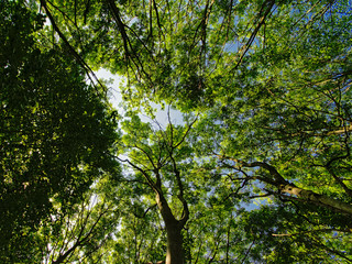 Treetops with fresh green spring leaves and blue sky.