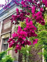 Fototapeta na wymiar pink flowers on a tree