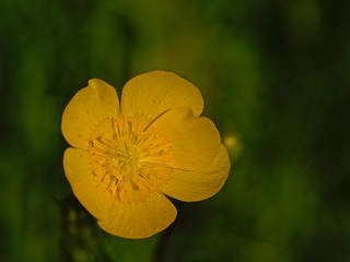 Obraz premium acro of a single bright yellow buttercup flower, selective focus with bokeh green background 