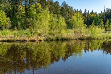 Fototapeta na wymiar Spiegelung der Bäume im Hackensee