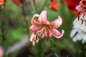 pink tiger lilies in the garden. many colors. beautiful flowers. greenery around