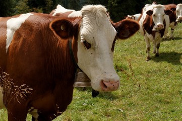 Vache laitière dans le Jura.