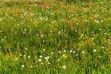 Wildblumenwiese mit Löwenzahn und Sauerampfer im Frühling