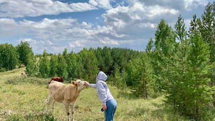 Girl stroking a cow on the nose in the forest. Animal care