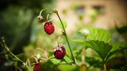 wild srawberry grows in the forest, tasty berries