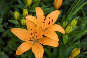 Obraz premium yellow lilies in the garden. many colors. beautiful flowers. greenery around