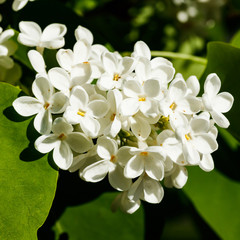 Beautiful lilac white flowers blooming in the garden