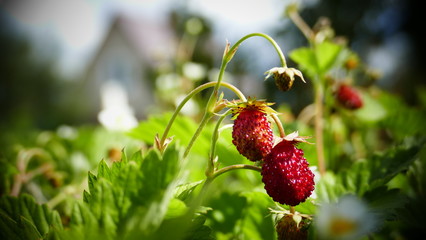 wild srawberry grows in the forest, tasty berries