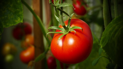 red ripe tomatoes grow in the garden, harvest foto