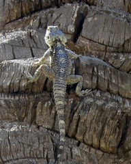 Small gecko climbs the trunk of a palm tree