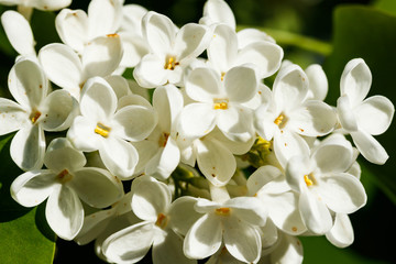 Naklejka na ściany i meble Beautiful lilac white flowers blooming in the garden