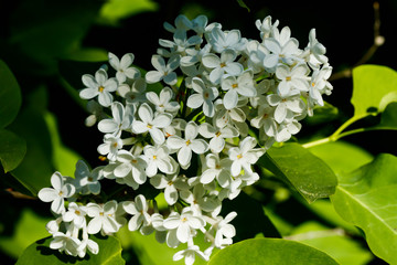 Beautiful lilac white flowers blooming in the garden