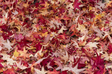 nice carpet of colorful autumn dry maple leaves, for background