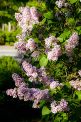 Beautiful lilac pink flowers blooming in the garden