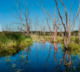 relic swamp in the middle of a meadow
