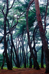 Beautiful foggy and misty fine tree forest at dawn.