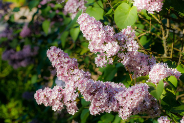 Beautiful lilac pink flowers blooming in the garden