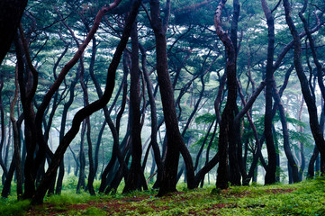 Beautiful foggy and misty fine tree forest at dawn.