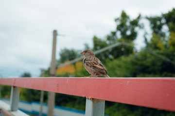 little sparrow sitting on metal fence