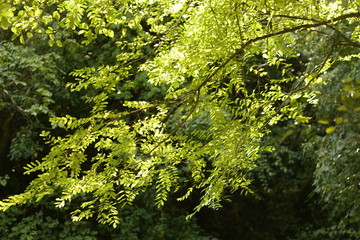 leaves dance in the light