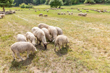 Obraz premium sheeps are grazing at the meadow