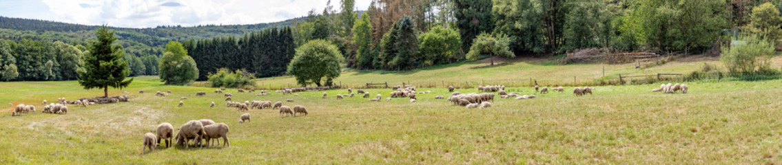 sheeps are grazing at the meadow
