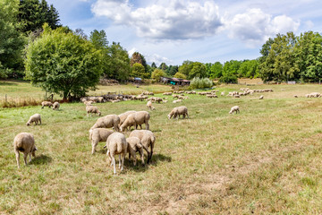 sheeps are grazing at the meadow