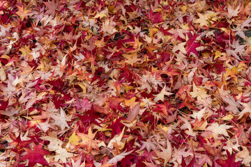 nice carpet of colorful autumn dry maple leaves, for background
