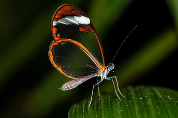Obraz na płótnie Canvas Glasswing Butterfly (greta oto) perched