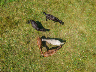 Aerial view of group of horses on green meadow.
