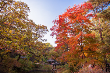 The beautiful red,yellow,orange color autumn forest.
