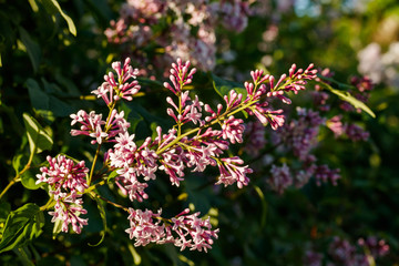 Beautiful lilac pink flowers blooming in the sunset