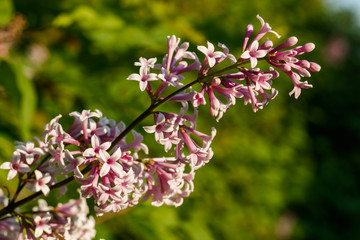 Beautiful lilac pink flowers blooming in the sunset