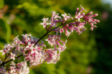 Beautiful lilac pink flowers blooming in the sunset