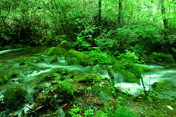 Fototapeta premium Mossy valley,Beautiful mountain stream with moss covered stone.
