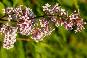 Beautiful lilac pink flowers blooming in the sunset