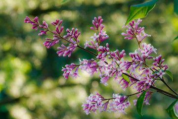 Beautiful lilac flowers blooming in the sunset