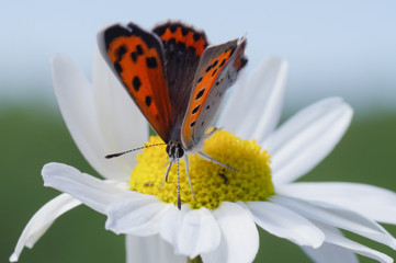 Butterfly sitting on a flower. Shot taken near Salo (Finland) during summer time