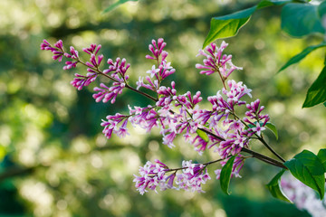 Beautiful lilac flowers blooming in the sunset