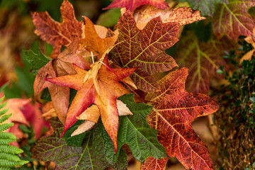 yellow and red colored autumn dry leaves of maple fallen on other leaves