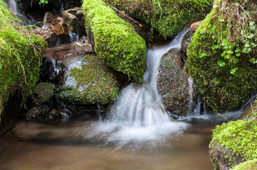 Fototapeta na wymiar Mossy valley,Beautiful mountain stream with moss covered stone.